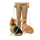 WITH DOG.webp