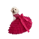 Magenta with dog.webp