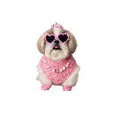heart with dog.webp