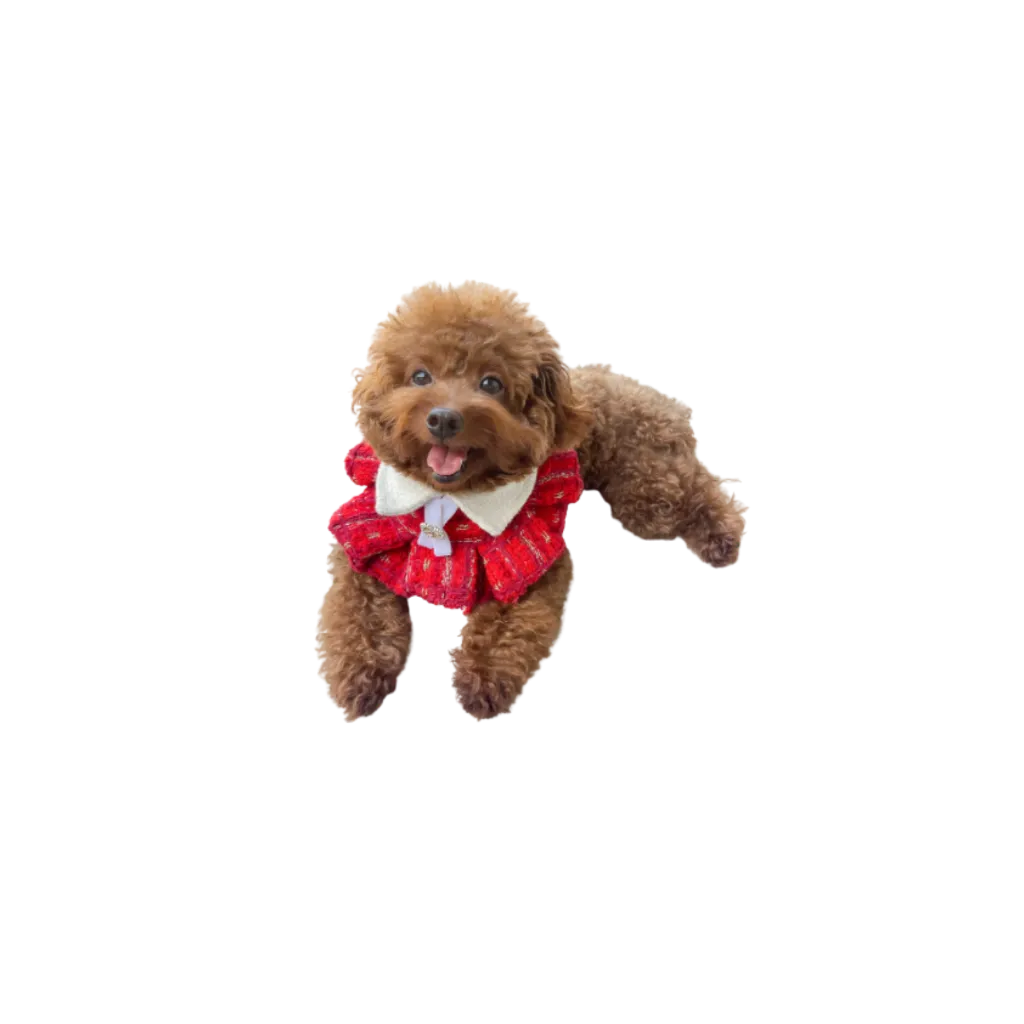 wityh dog.webp