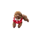 wityh dog.webp