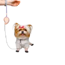 Nü Paws GoLeash - Petal Rose